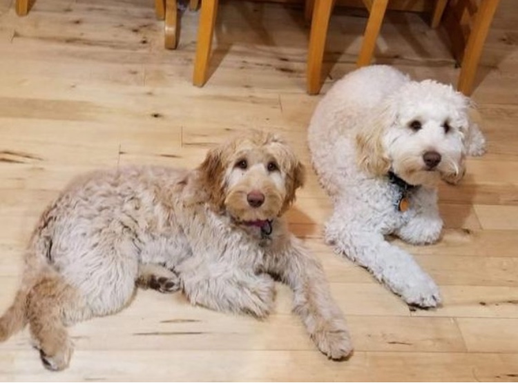 Mya and Danny the labradoodles belong to Dani Means.