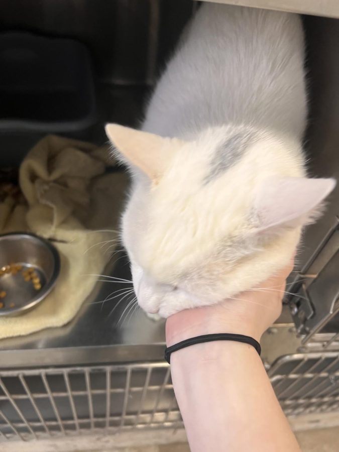 Benny, a diabetic cat, getting pet before receiving his insulin injection.