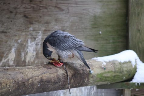Tigerhawk, a male Peregrine Falcon, eats a meal in his enclosure.