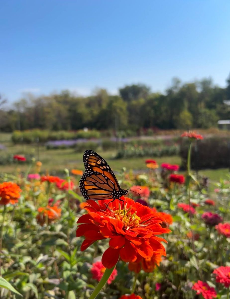 Wilson’s Orchard & Farm U-Pick services include strawberries, blueberries, raspberries, flowers, apples and pumpkins. They also have a farm market providing local goods, a food stand called Pizza and Cider and their Ciderhouse Venue (Wilson’s Orchard).