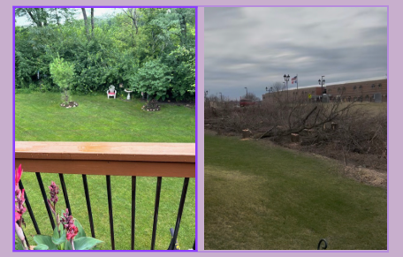 Before and after tree removal, with more changes soon to come. (PC: Cathy Leazenby)
