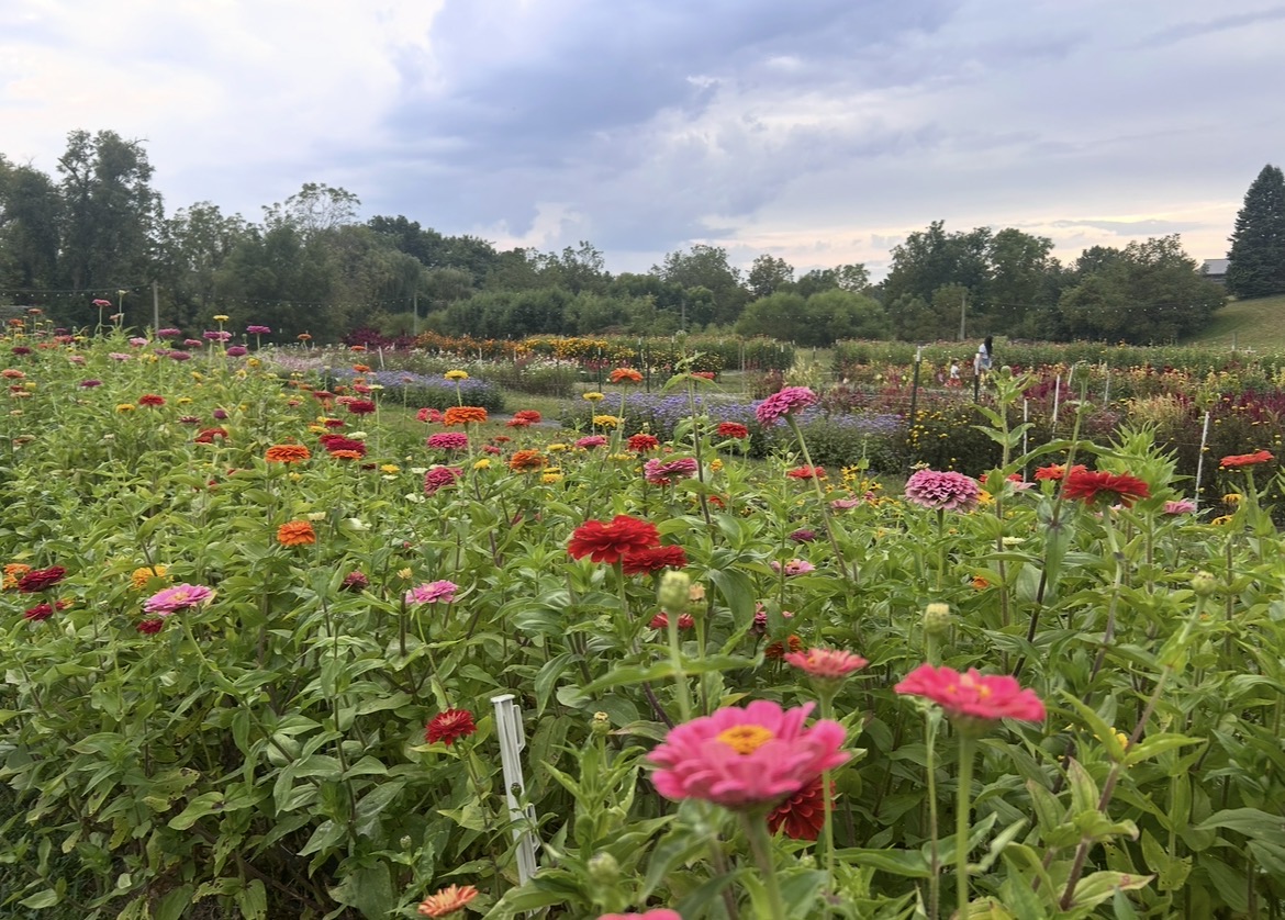 55% of households in the United States have a garden.